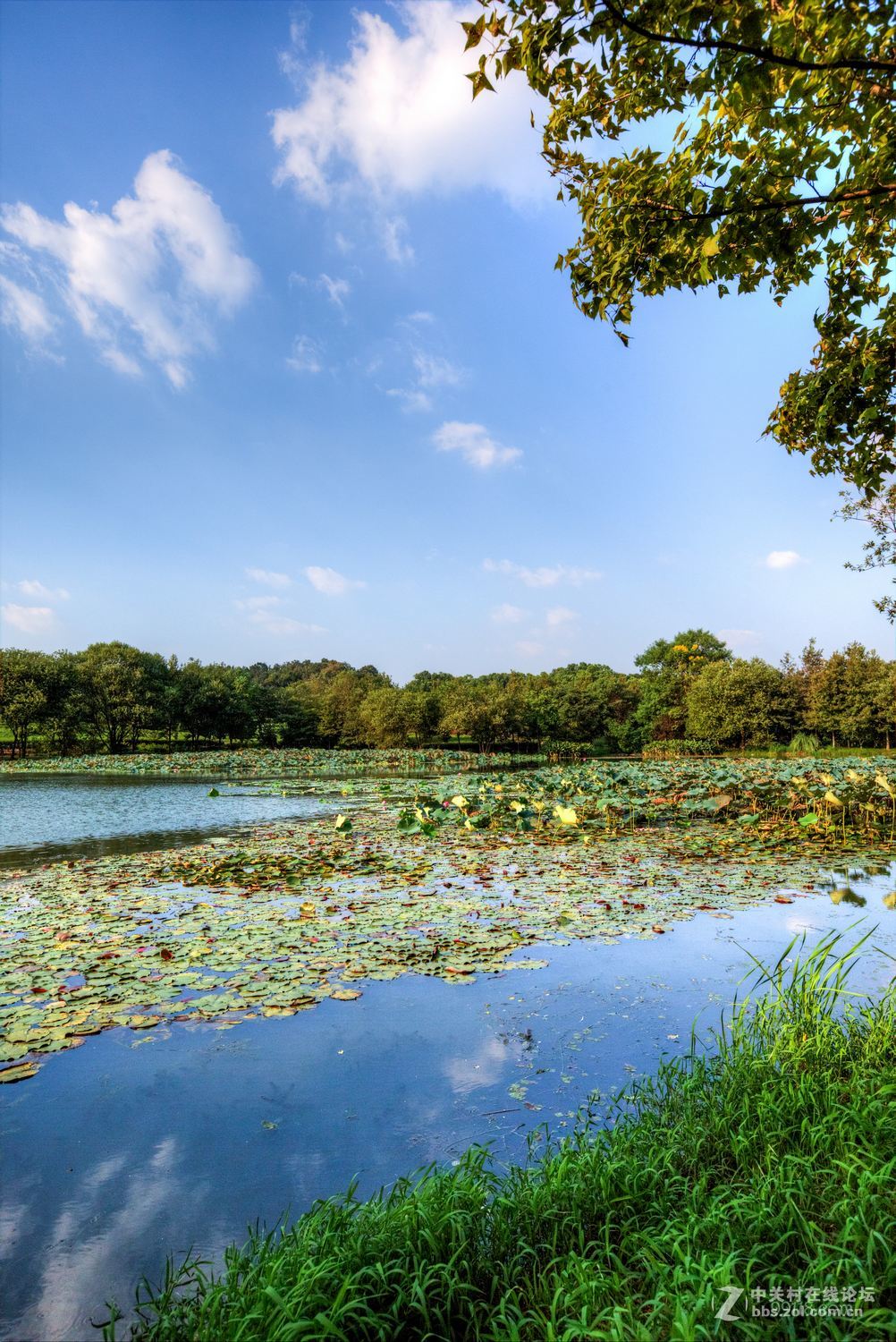 上有天堂下有苏杭西湖边唯一块湿地