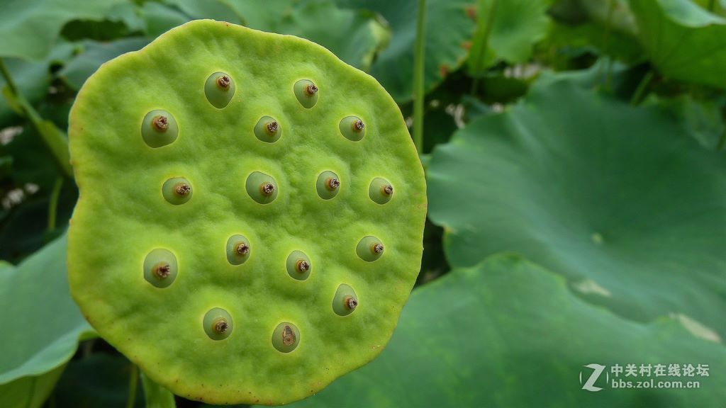 微距:玉洁冰清  晶莹剔透