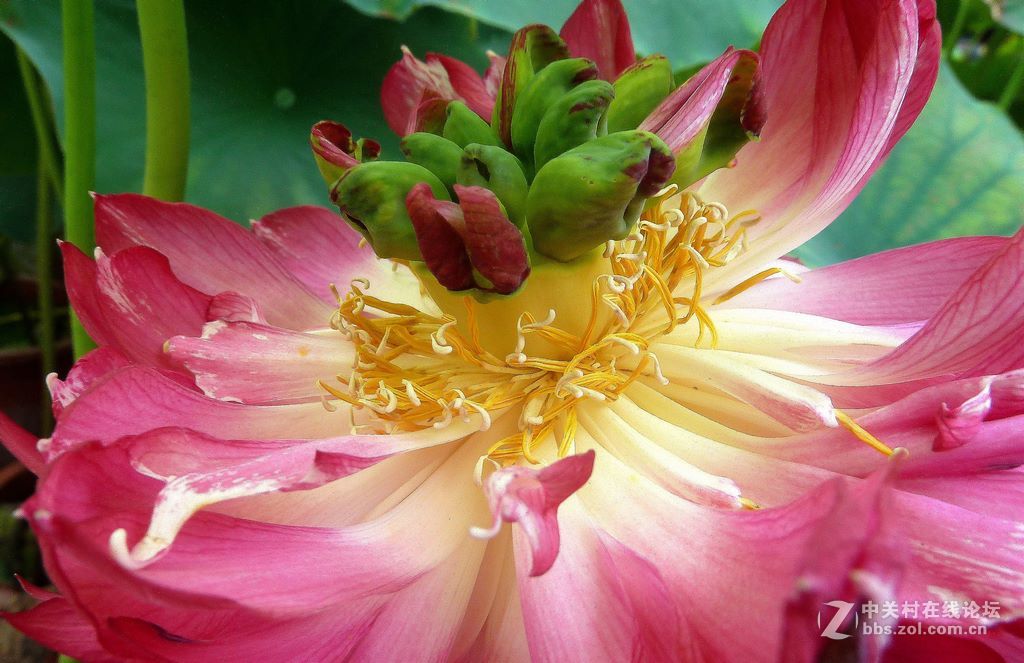 微距:玉洁冰清  晶莹剔透