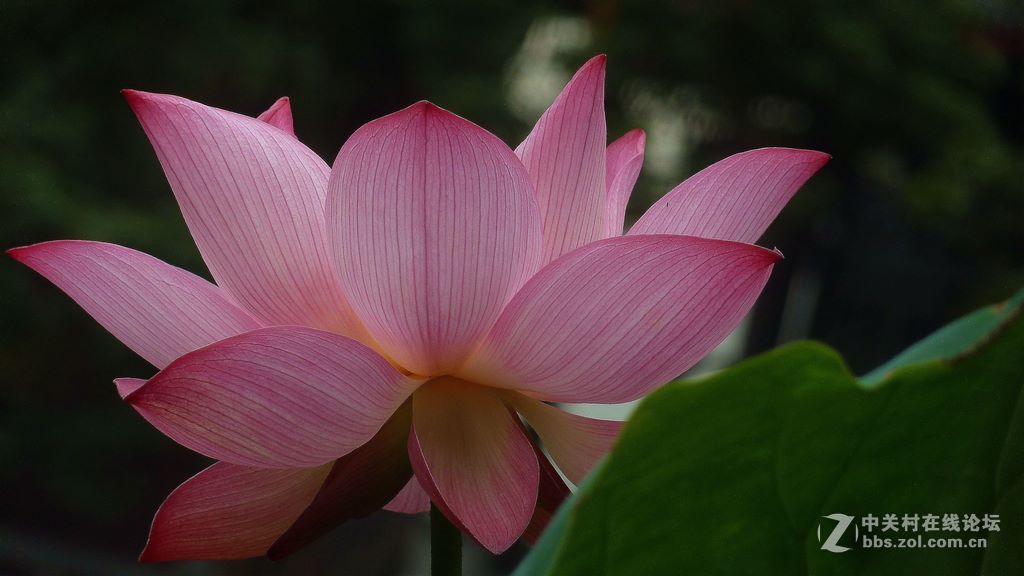 微距:玉洁冰清  晶莹剔透