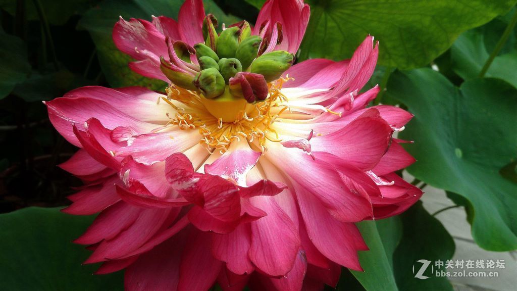 微距:玉洁冰清  晶莹剔透