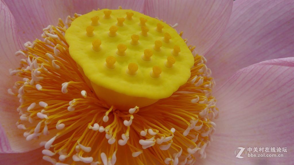 微距:玉洁冰清  晶莹剔透