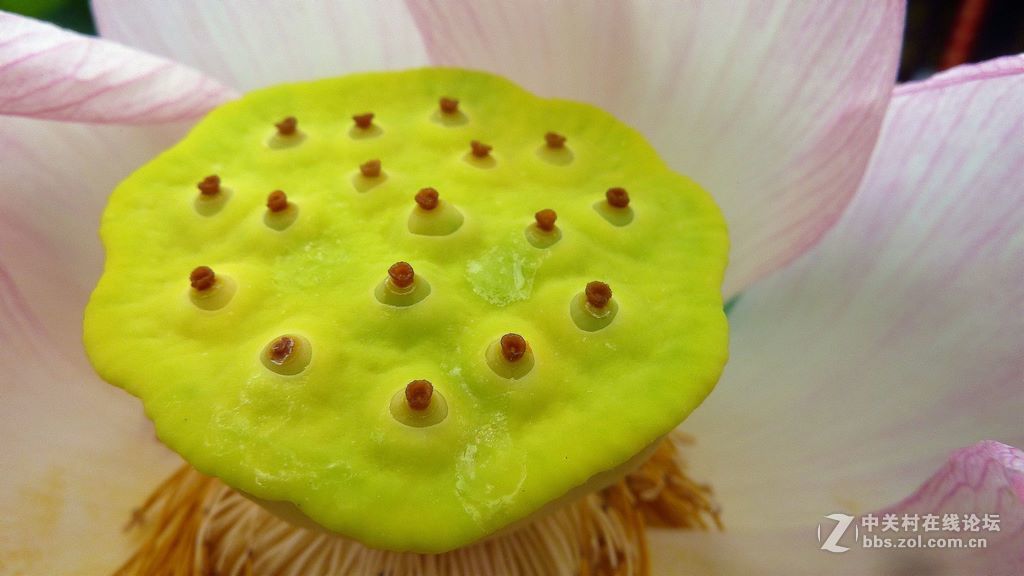 微距:玉洁冰清  晶莹剔透