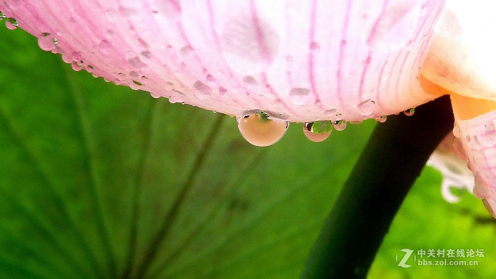 微距:玉洁冰清  晶莹剔透