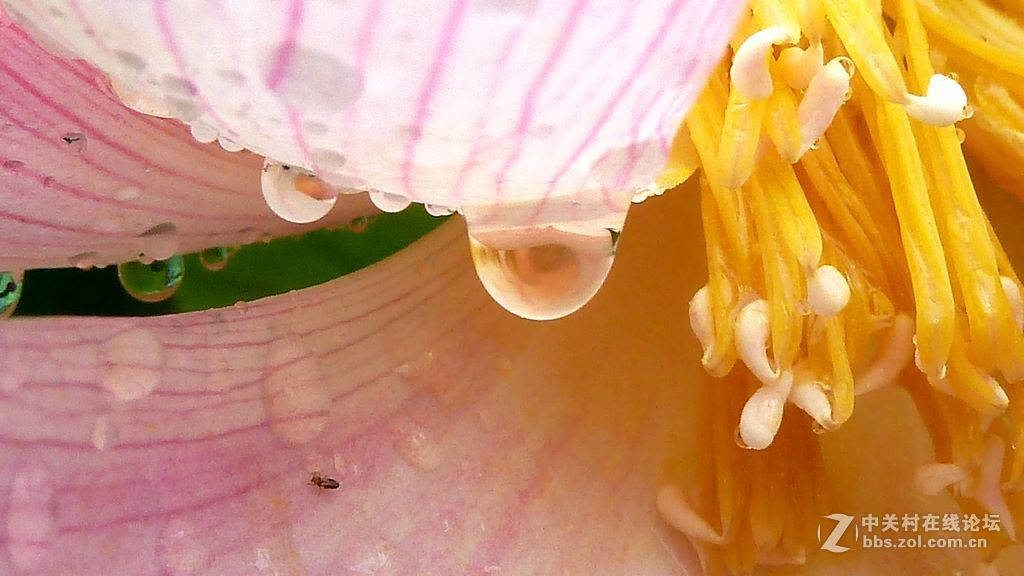 微距:玉洁冰清  晶莹剔透