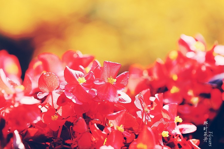 那时花开