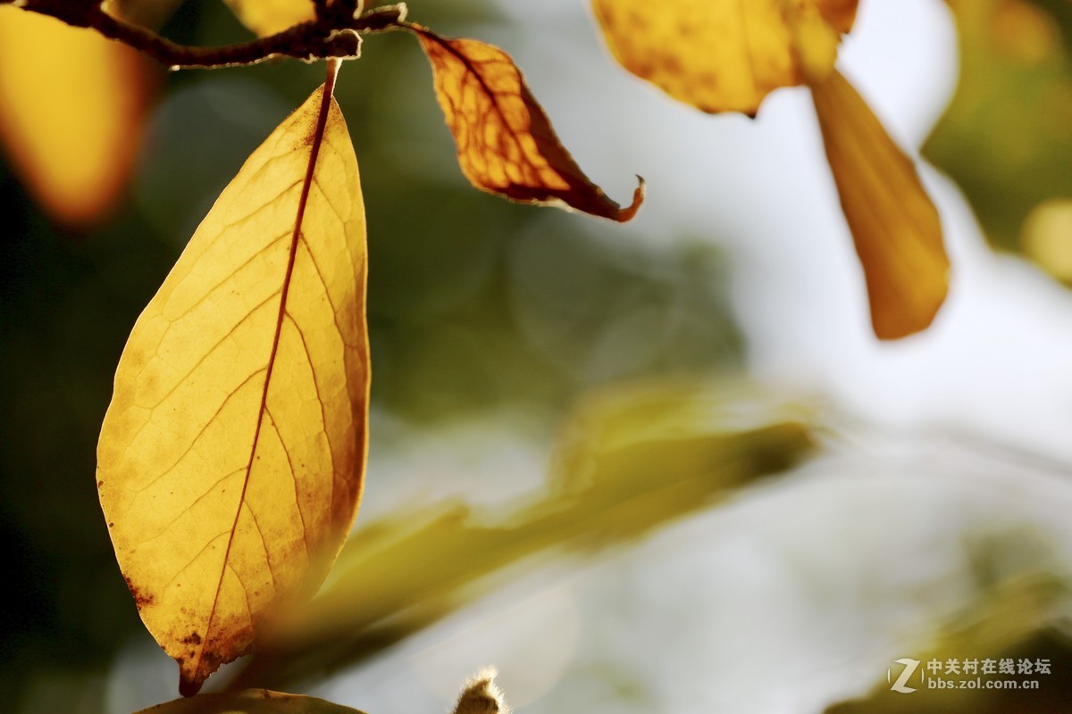 #佳能月赛-一叶知秋#叶报秋色