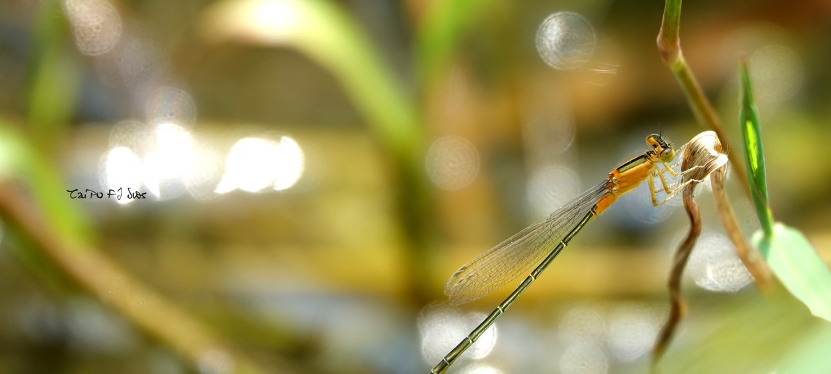 武侯大队劳作区域 2018 31