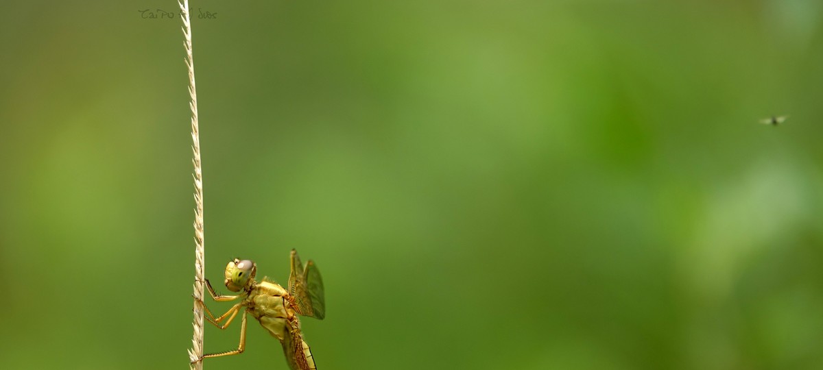 武侯大队劳作区域 2018 31