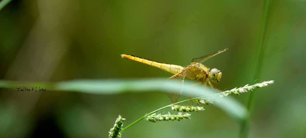 武侯大队劳作区域 2018 31
