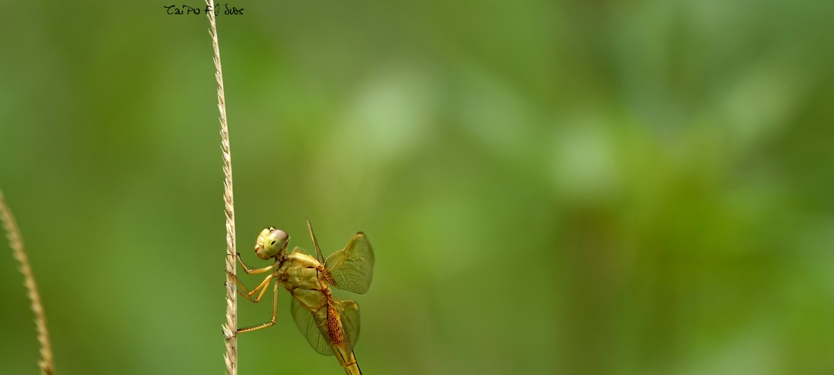 武侯大队劳作区域 2018 31