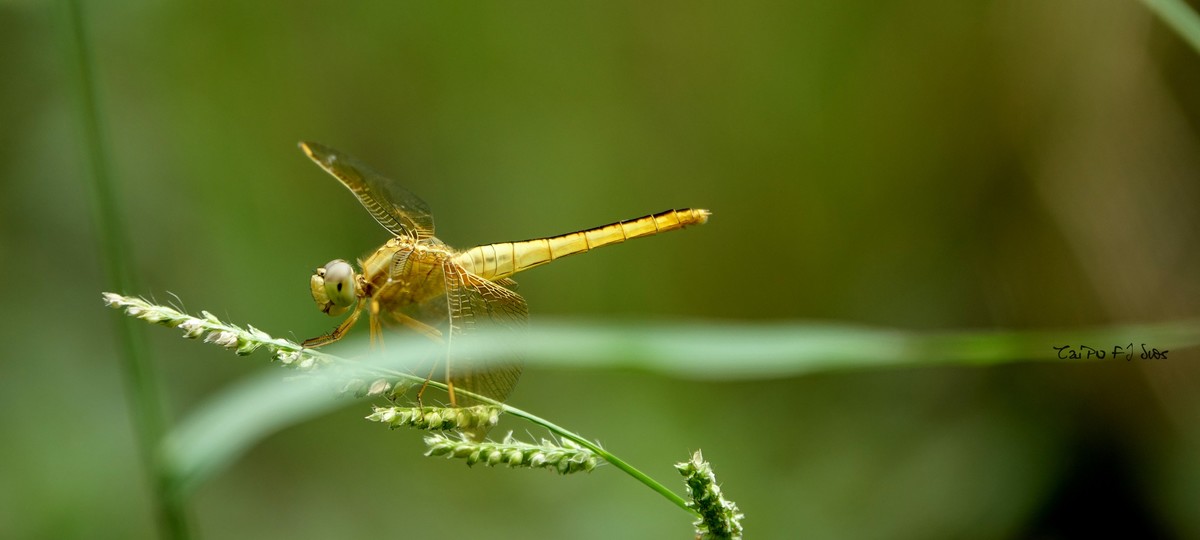 武侯大队劳作区域 2018 31