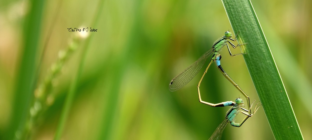 武侯大队劳作区域 2018 31