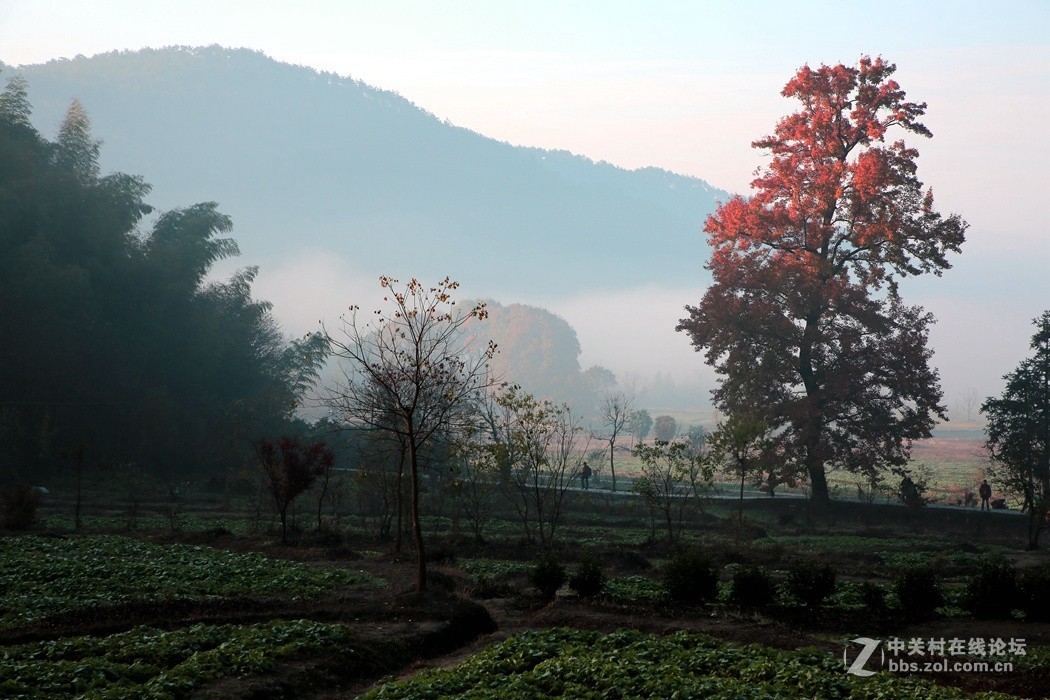 皖南婺源采风二、(秋色)、