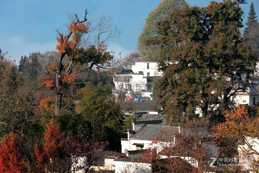 皖南婺源采风二、(秋色)、