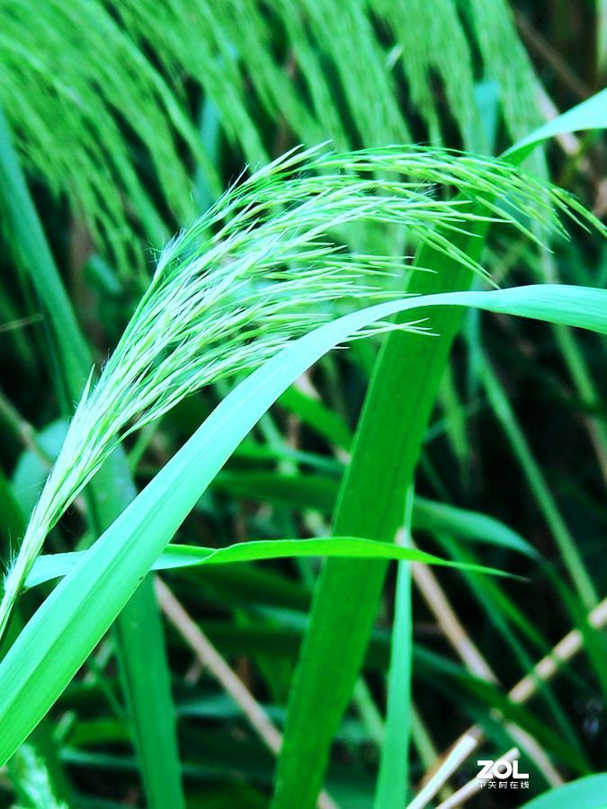 花卉系列【1620】