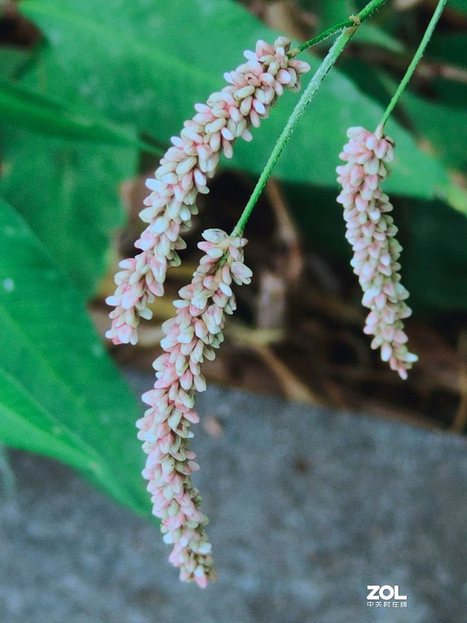 花卉系列【1620】