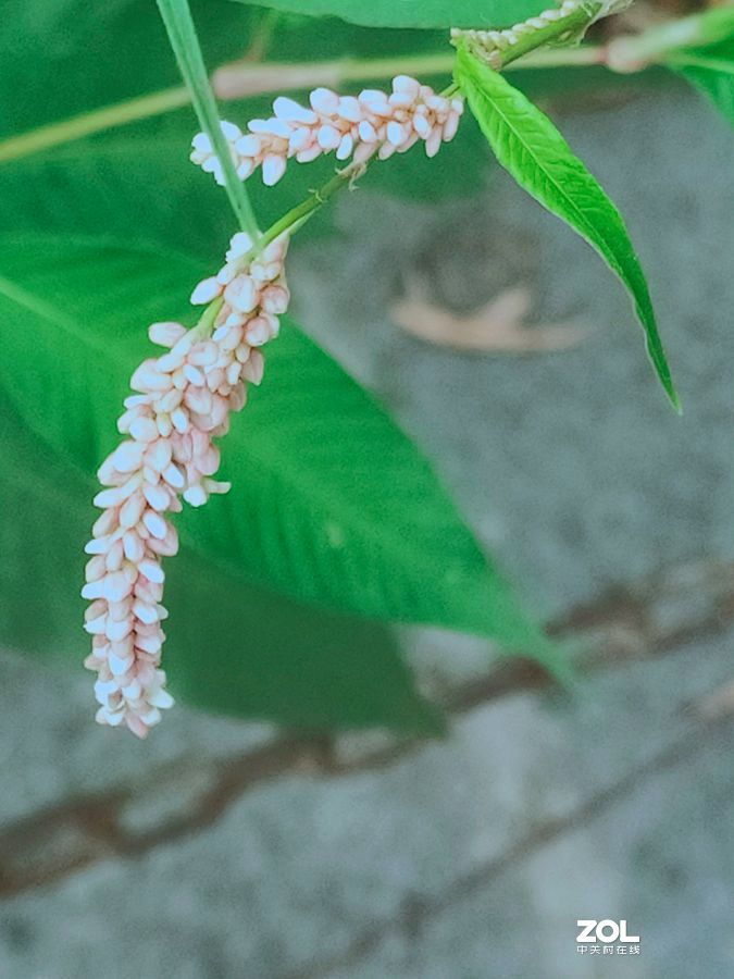 花卉系列【1620】