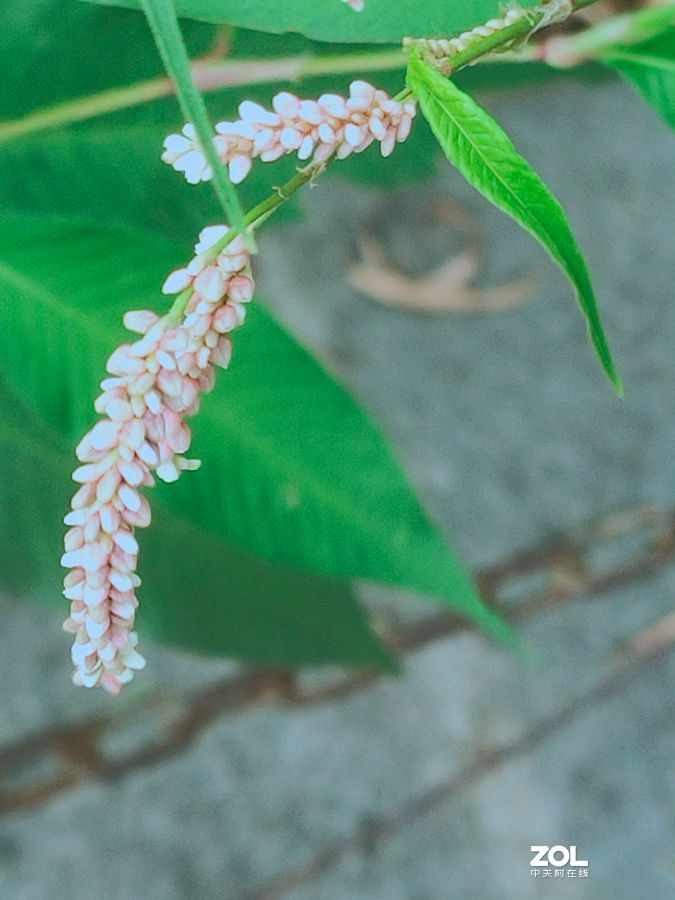 花卉系列【1620】