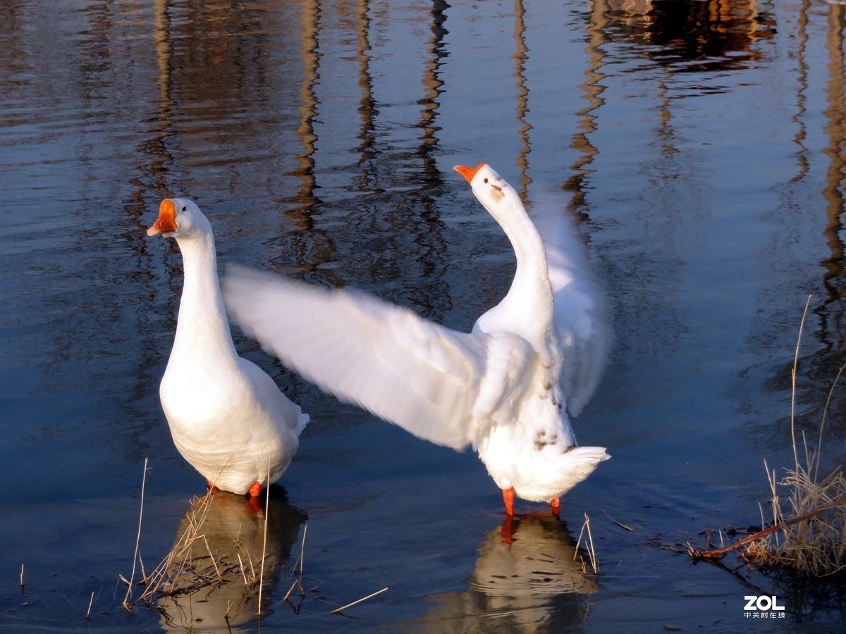 190元咸鱼淘的索尼HX5C试用