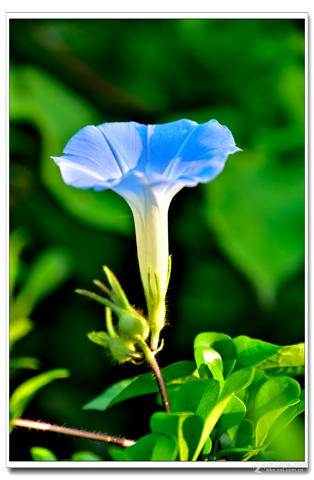 一组牵牛花习拍