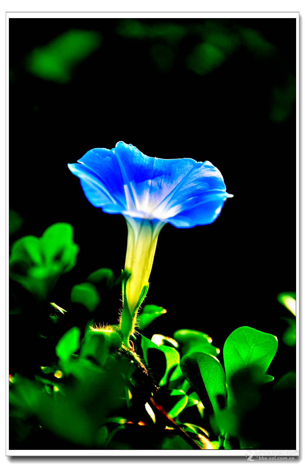 一组牵牛花习拍