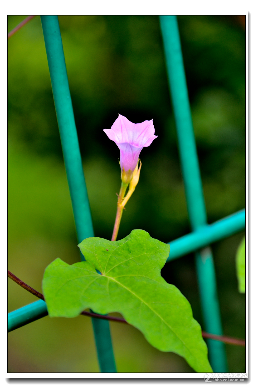 一组牵牛花习拍