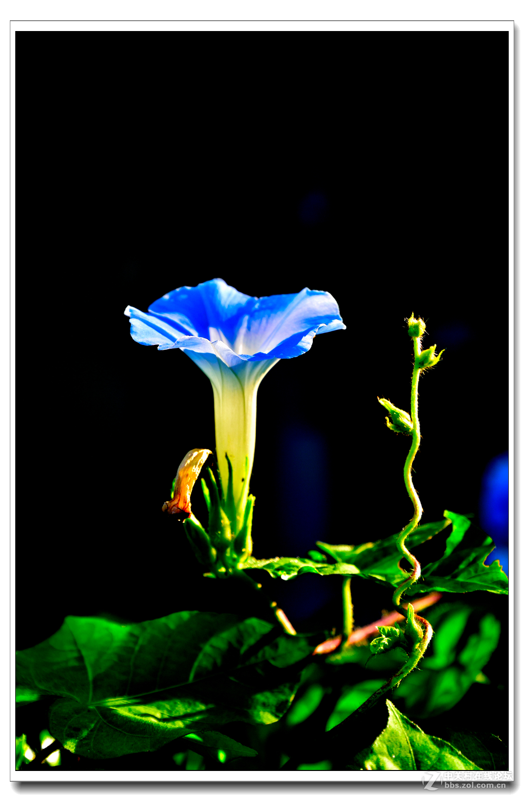 一组牵牛花习拍