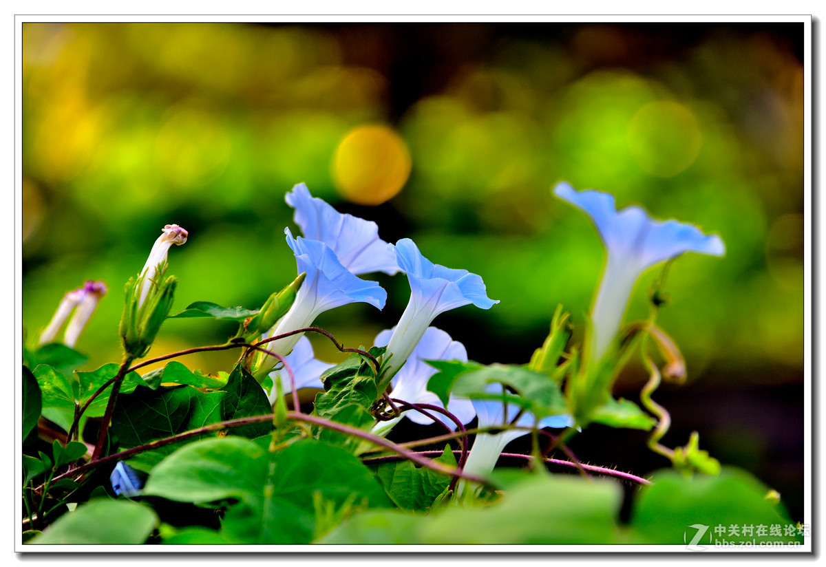 一组牵牛花习拍