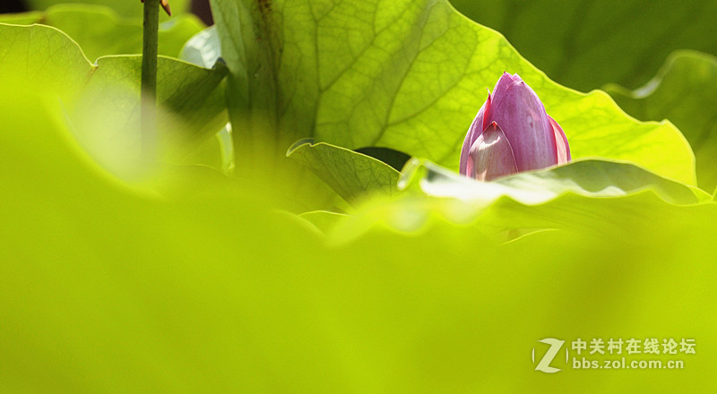 太阳照在荷花塘