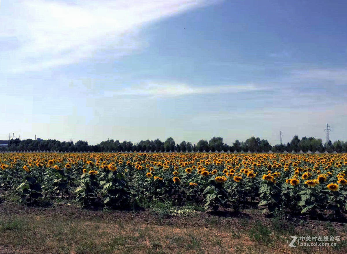 新巴尔虎左旗风光