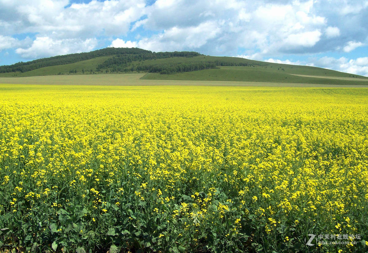 新巴尔虎左旗风光