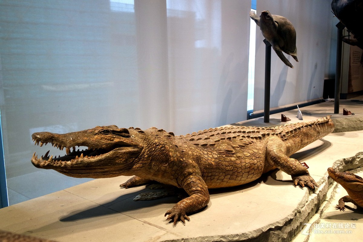 新上海自然博物馆参观记