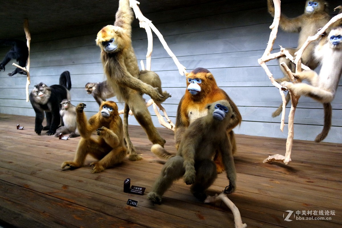 新上海自然博物馆参观记