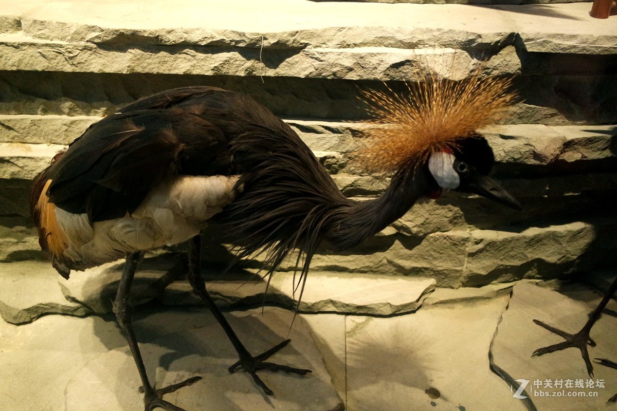 新上海自然博物馆参观记