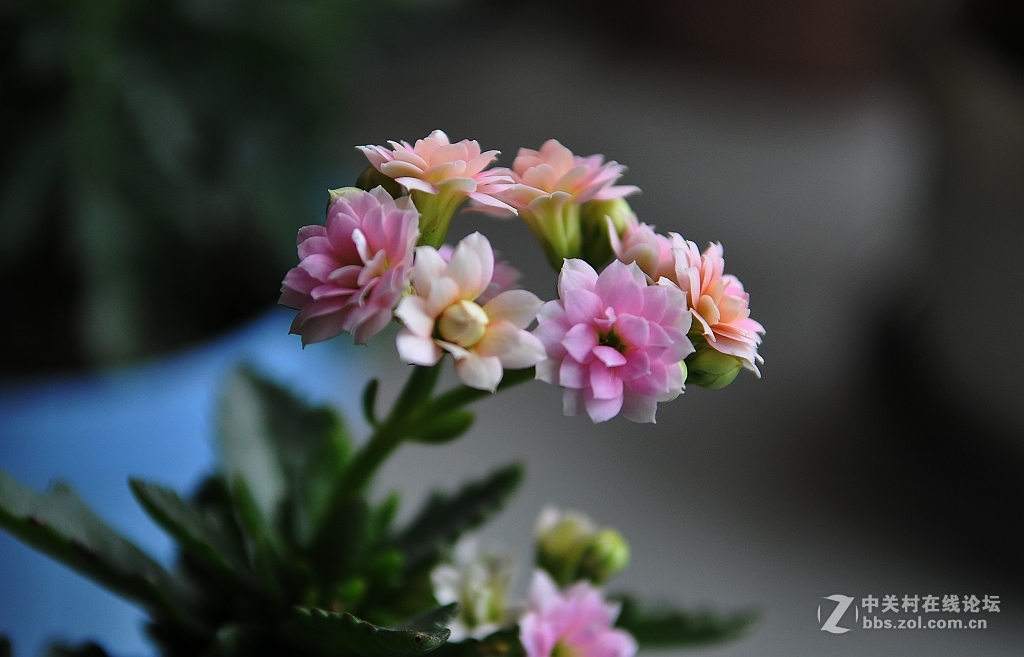 家里的长寿花非洲六月开放了