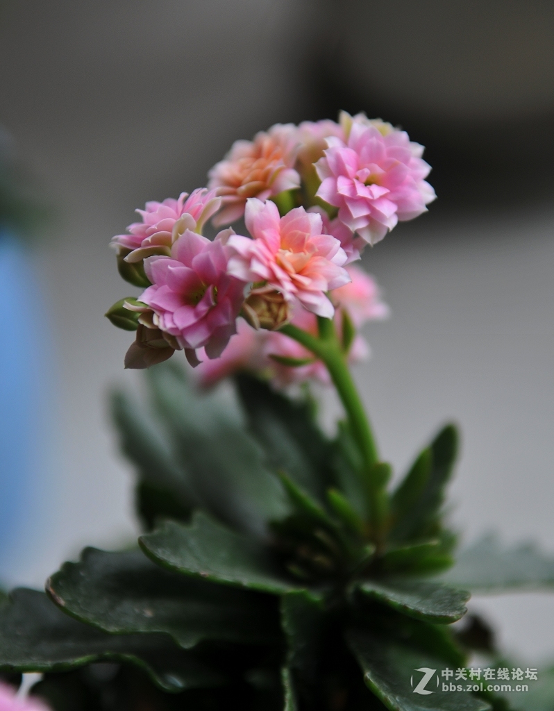 家里的长寿花------非洲六月,开放了