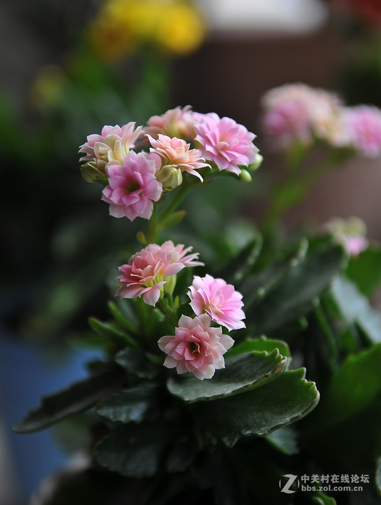 家里的长寿花------非洲六月,开放了