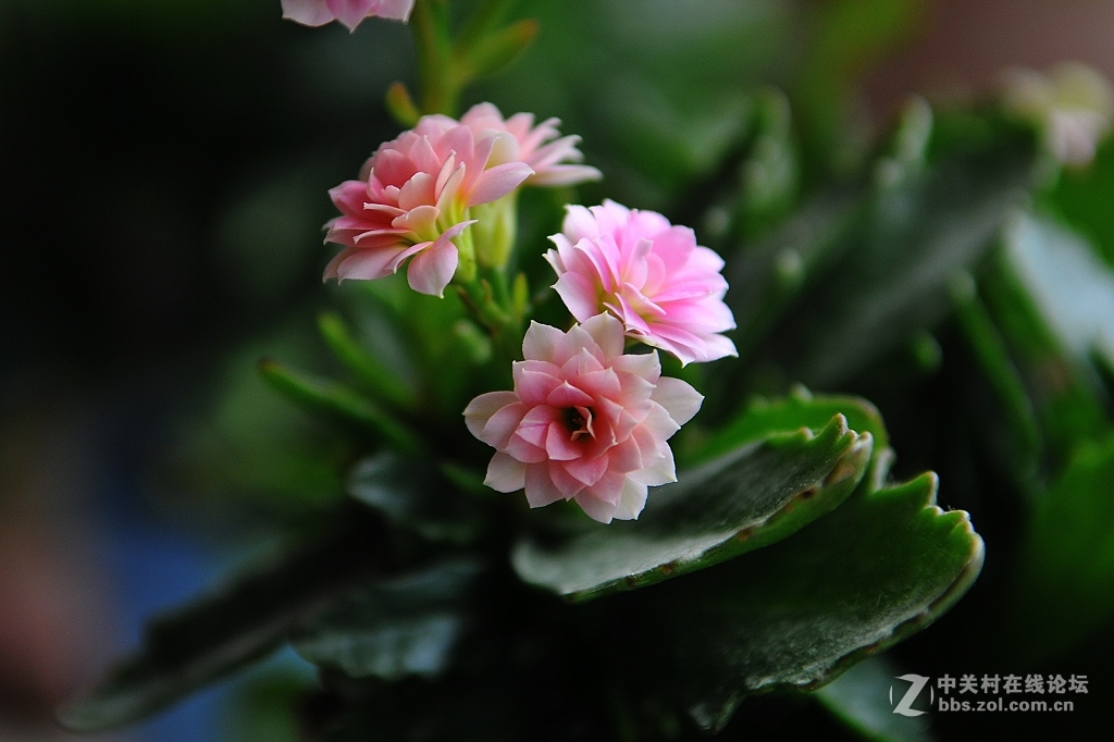 家里的长寿花非洲六月开放了