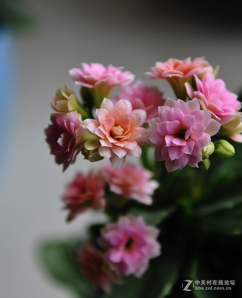 家里的长寿花------非洲六月,开放了