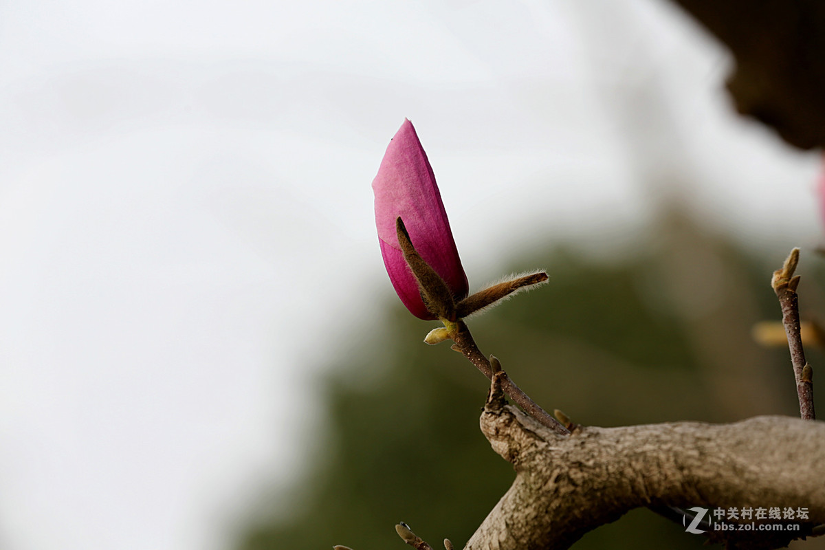 后花园里含苞欲放的“紫玉兰”