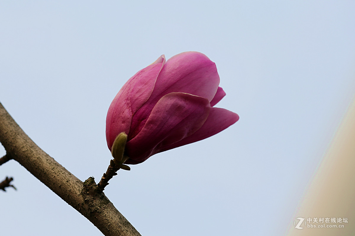 后花园里含苞欲放的“紫玉兰”