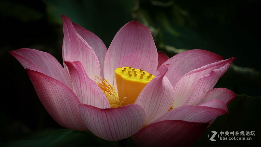 微距:玉洁冰清  晶莹剔透