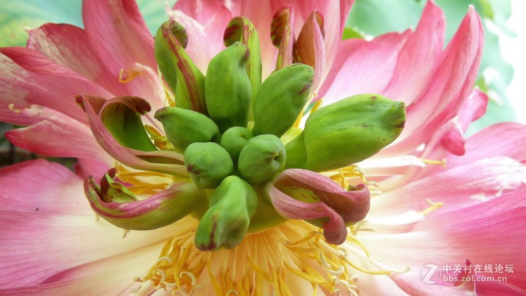 微距:玉洁冰清  晶莹剔透