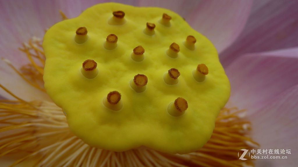 微距:玉洁冰清  晶莹剔透