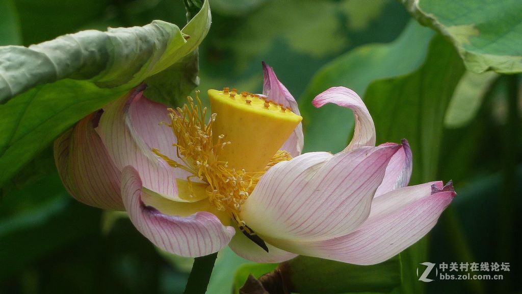 微距:玉洁冰清  晶莹剔透