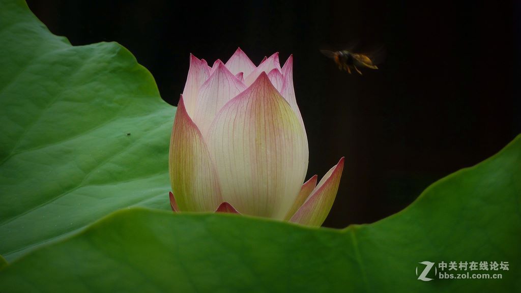 微距:玉洁冰清  晶莹剔透