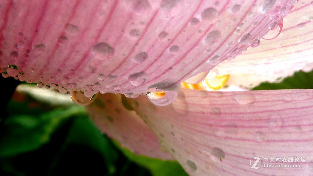 微距:玉洁冰清  晶莹剔透