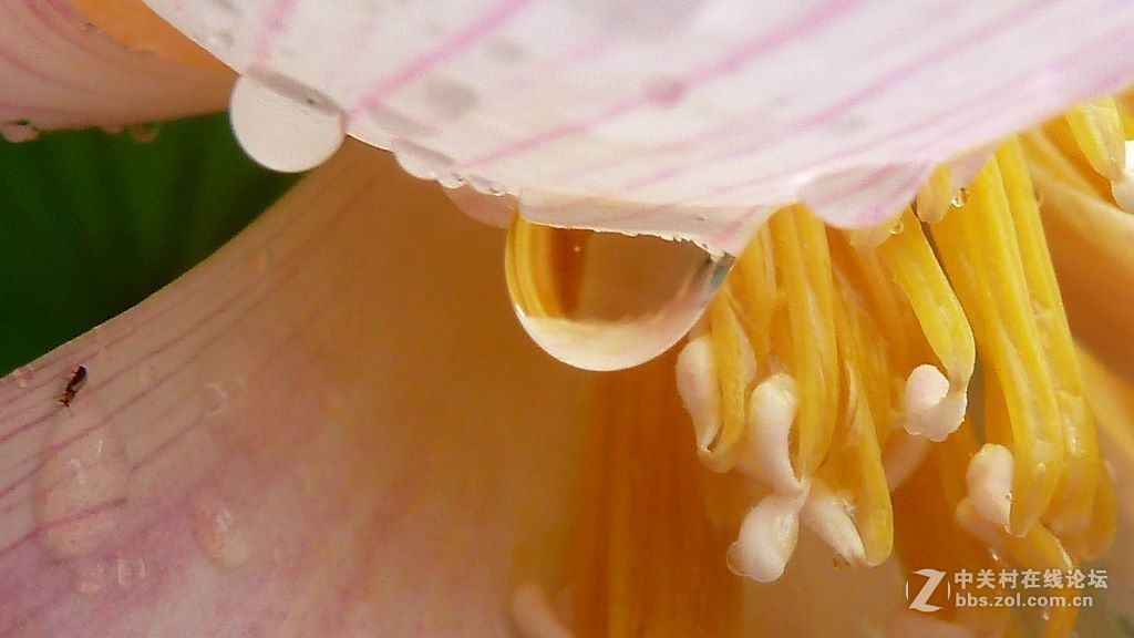 微距:玉洁冰清  晶莹剔透