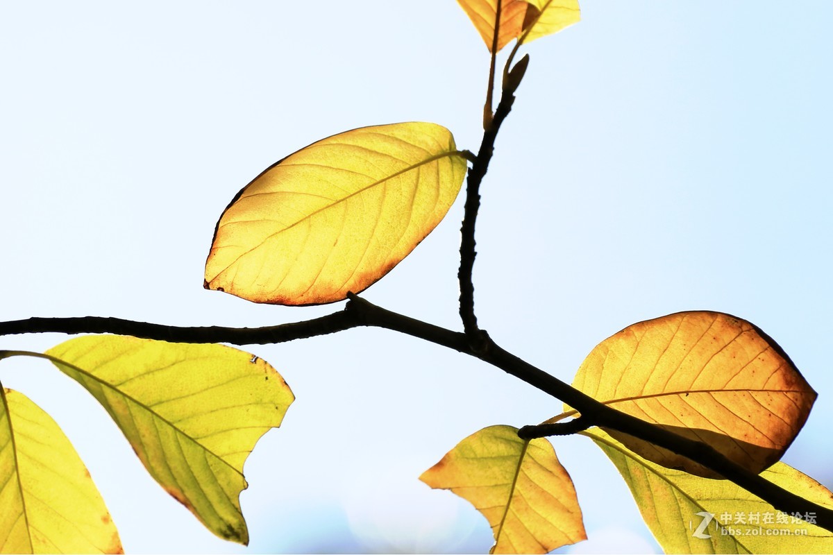 #佳能月赛-一叶知秋#叶报秋色
